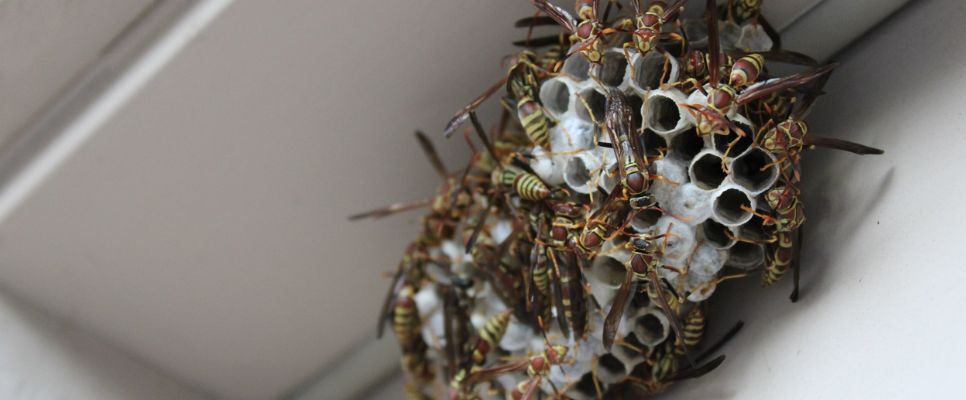 Wasp Exterminator Canberra | European Wasp Control